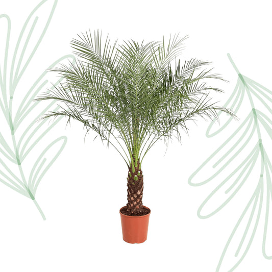 Phoenix Roebelenii - 190 cm - Forest Plants