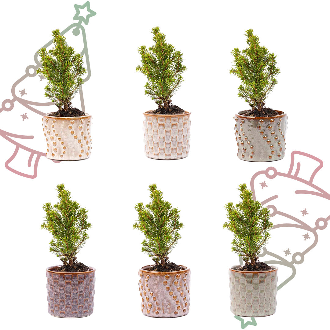 Mini-kerstboom set 6 - inclusief pot set Madrid + 20 LED-lichtjes