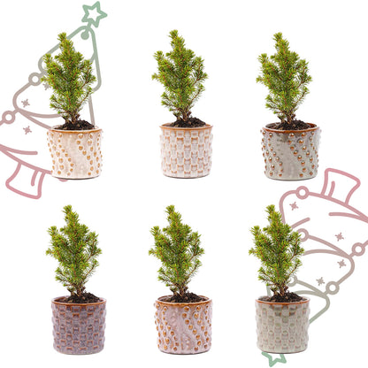 Mini-kerstboom set 6 - inclusief pot set Madrid + 20 LED-lichtjes
