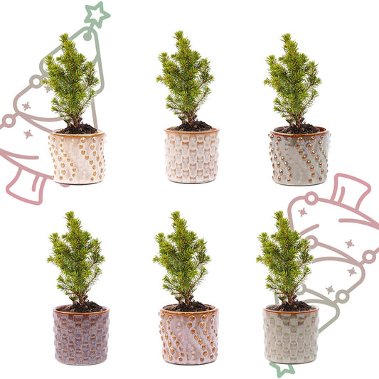 Mini-kerstboom set 6 - inclusief pot set Madrid + 20 LED-lichtjes