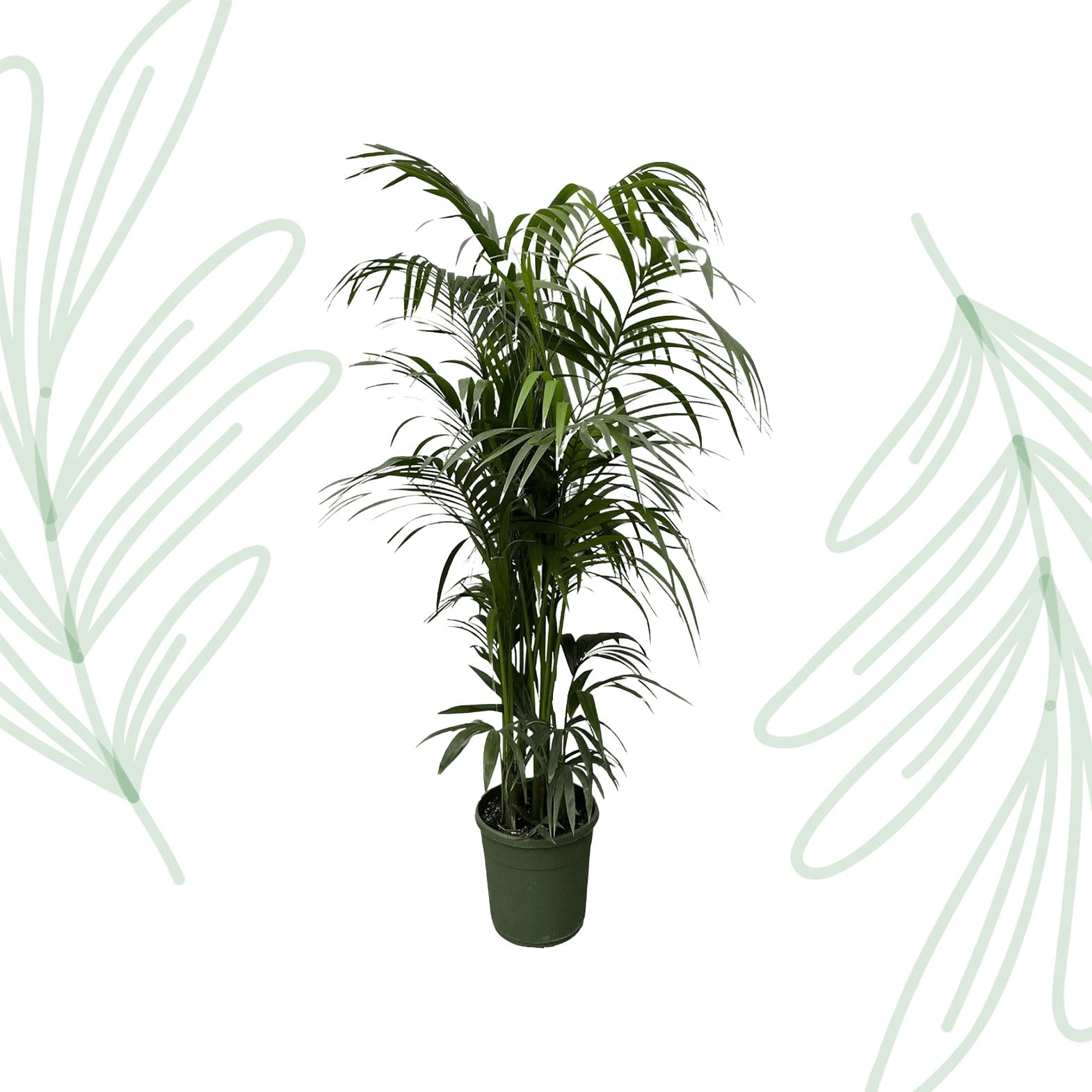 Kentia palm - 220 cm - Forest Plants