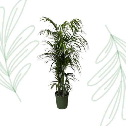 Kentia palm - 220 cm - Forest Plants