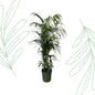Kentia palm - 220 cm - Forest Plants