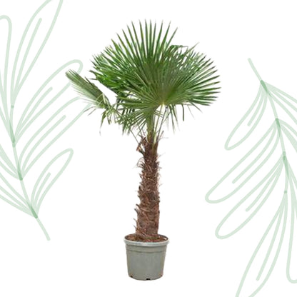 Trachycarpus Fortunei - 240-270 cm