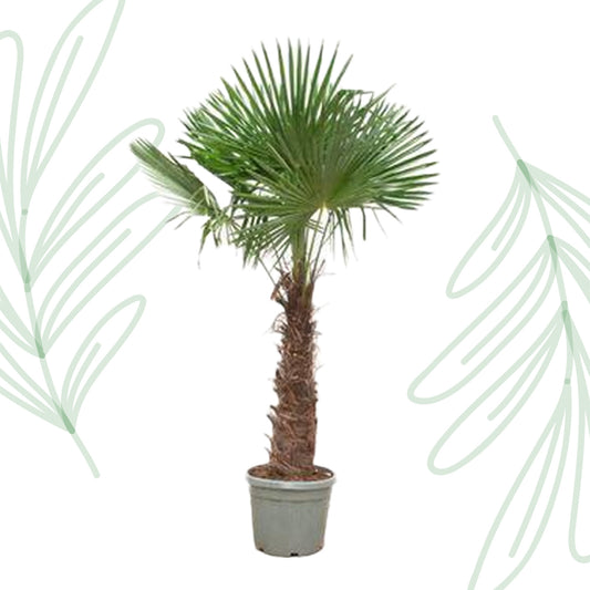 Trachycarpus Fortunei - 240-270 cm