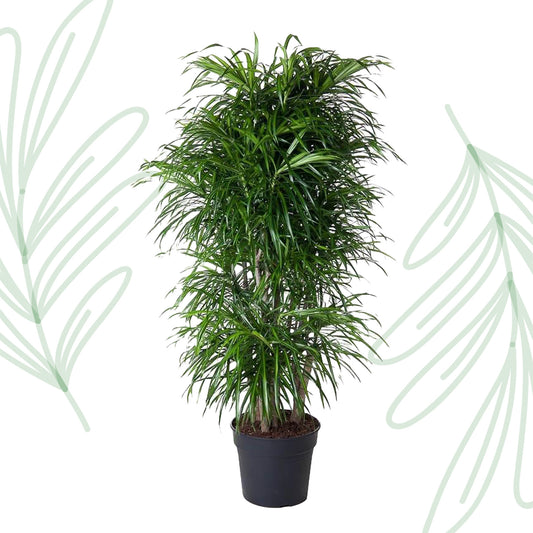 Dracaena Anita vertakt - 160 cm