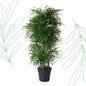 Dracaena Anita vertakt - 160 cm
