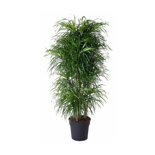 Dracaena Anita vertakt - 160 cm